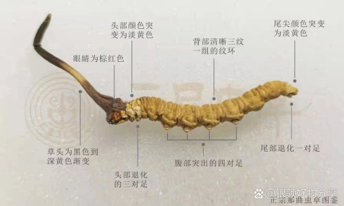藏雪莲有七大功效-藏雪莲的价格网 - 藏雪莲价格多少钱,藏雪莲价格多少一克